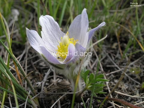 pasque-flower